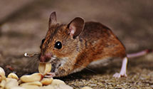 24 Hour & Emergency Exterminators in East Durham, NC